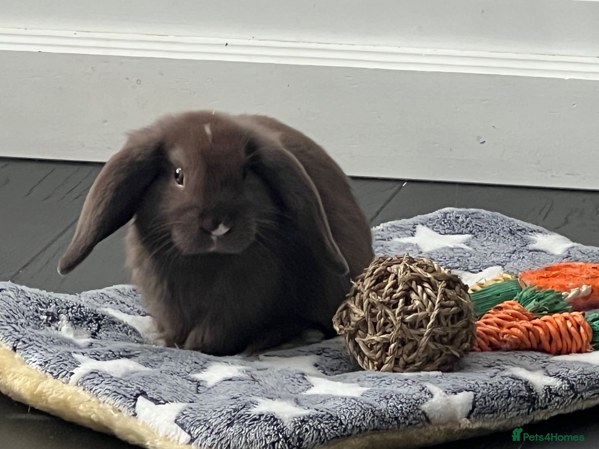 Mini Lop rabbits 🐰Sweet Mini Lop Baby – 10 Weeks, Indoor Raised - Advert 1