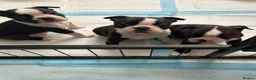 Boston Terrier dogs for sale: Boston Terrier 💙💙💙💙 puppy boy  - Advert 6