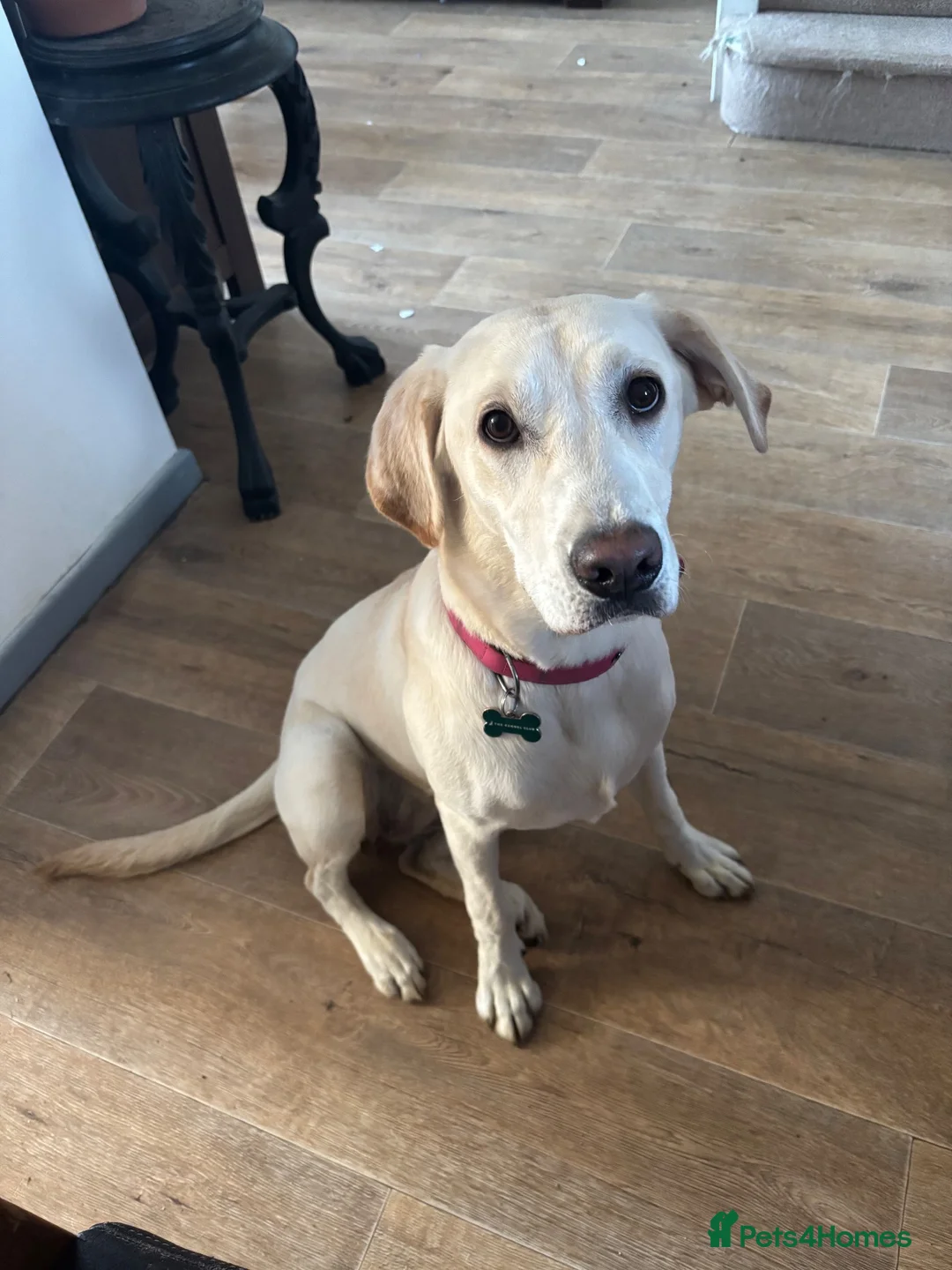 Labrador Retriever dogs for sale: 7 months Labrador  - Advert 1
