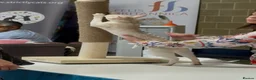 Abyssinian cats for stud: 🏆🏵️🏵️🏵️🥇Exceptional Abyssinian Stud - Advert 2