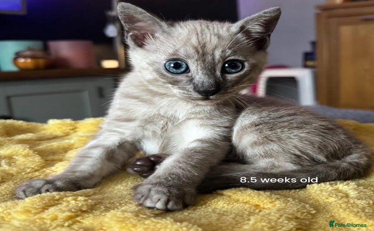 Bengal cats - Advert 1