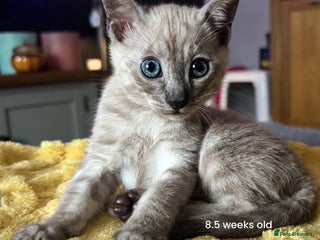 Bengal cats - Advert 19