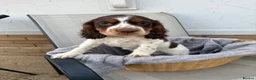 Cocker Spaniel dogs for sale: Cocker spaniel puppy  - Advert 7