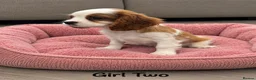 Cavalier King Charles Spaniel dogs for sale: *** KC REG DNA CLEAR CAVALIER KING CHARLES**  - Advert 8