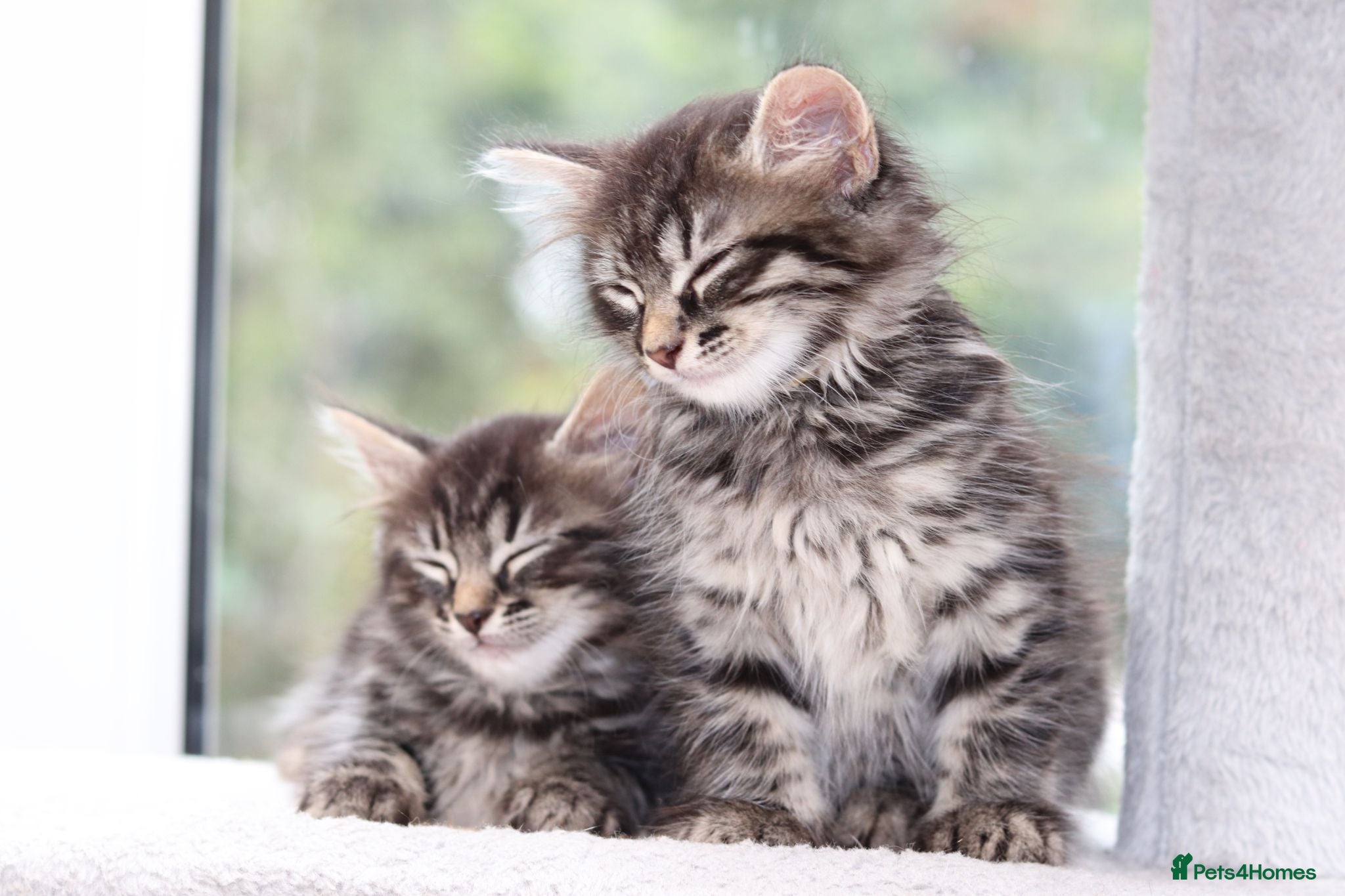 Mixed Breed cats 3 Lovely Kittens Ready to be Collected - Advert 16