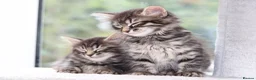 Mixed Breed cats for sale: 3 Lovely Kittens Ready to be Collected - Advert 1