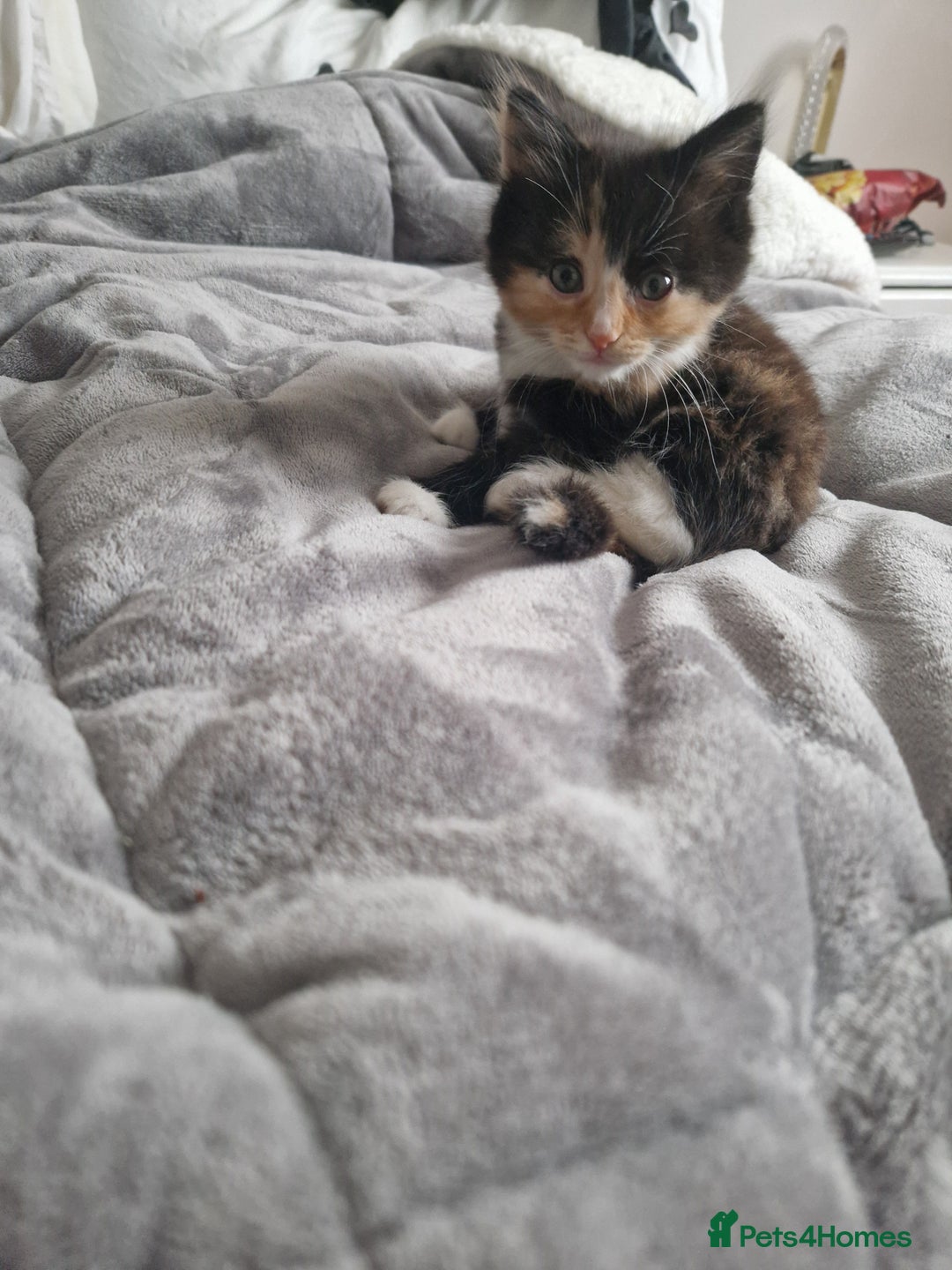 Mixed Breed cats for sale: Beautiful kittens  - Advert 2