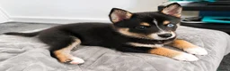 Pomsky dogs for sale: Beautiful Pomsky 1 Girl Available - Advert 21