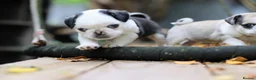 Pug dogs for sale: Panda pugs in Bishop Auckland - Advert 26