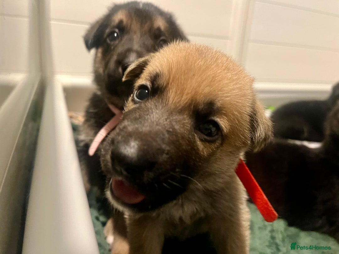 German Shepherd dogs for sale: BEAUTIFUL GERMAN SHEPHERD PUPPIES 😍 - Image 12