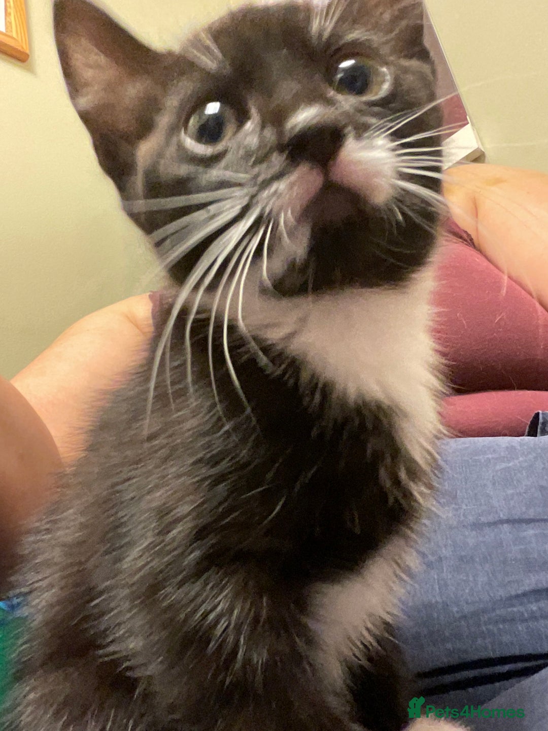 Mixed Breed cats for sale: siamese x siberian tuxedo kittens - Advert 30