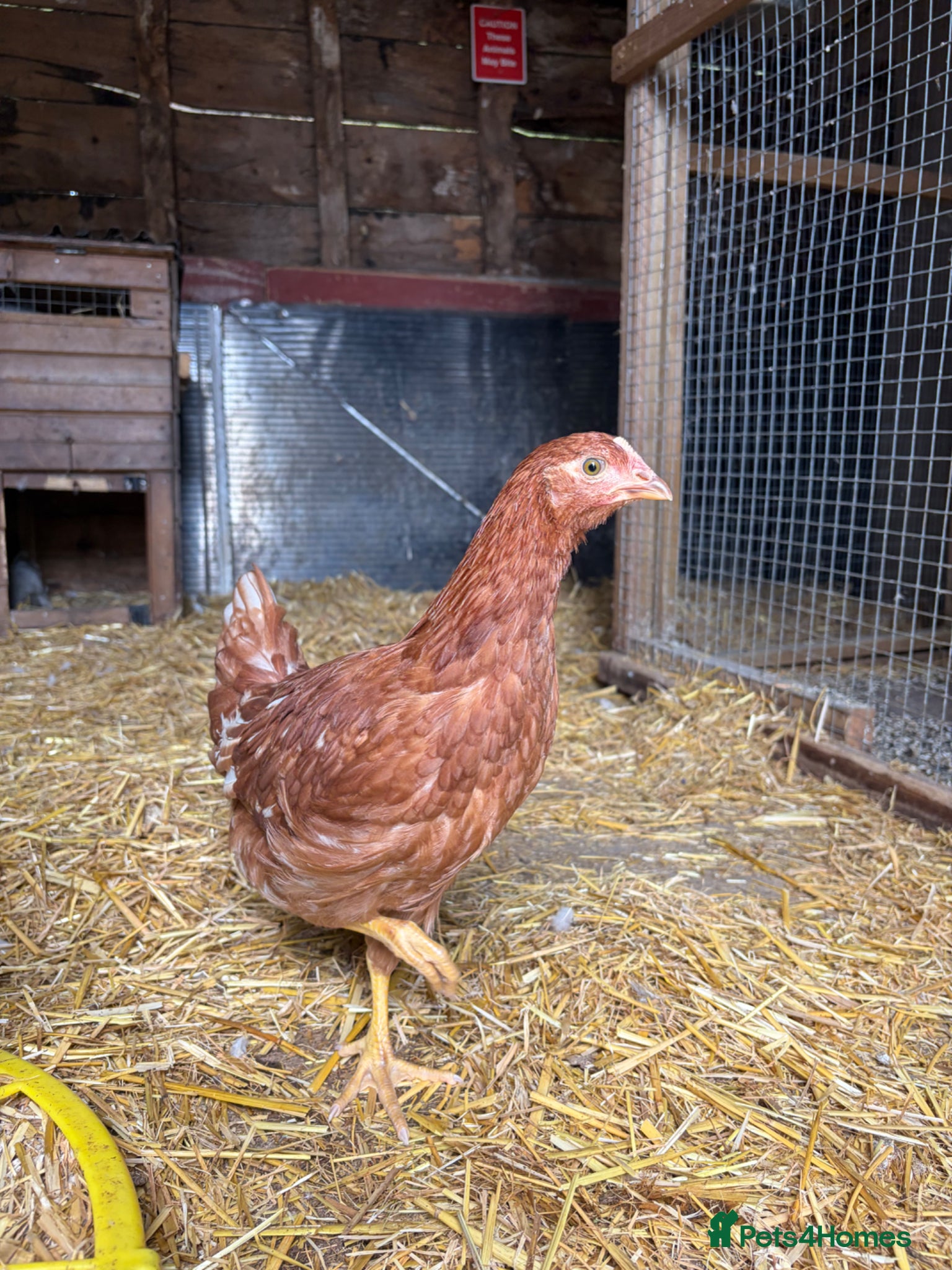Chickens poultry for sale: 3 Beautiful Isa Brown Pullets - Advert 5
