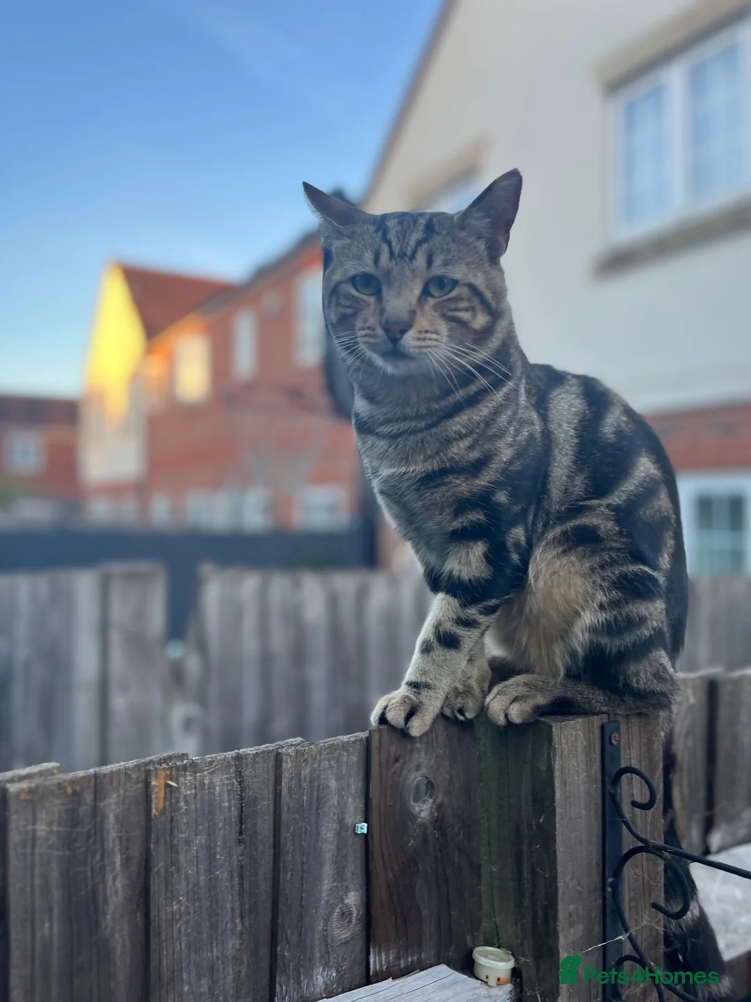 British Shorthair cats for sale: Beautiful kittens for sale  in St Albans - Advert 2