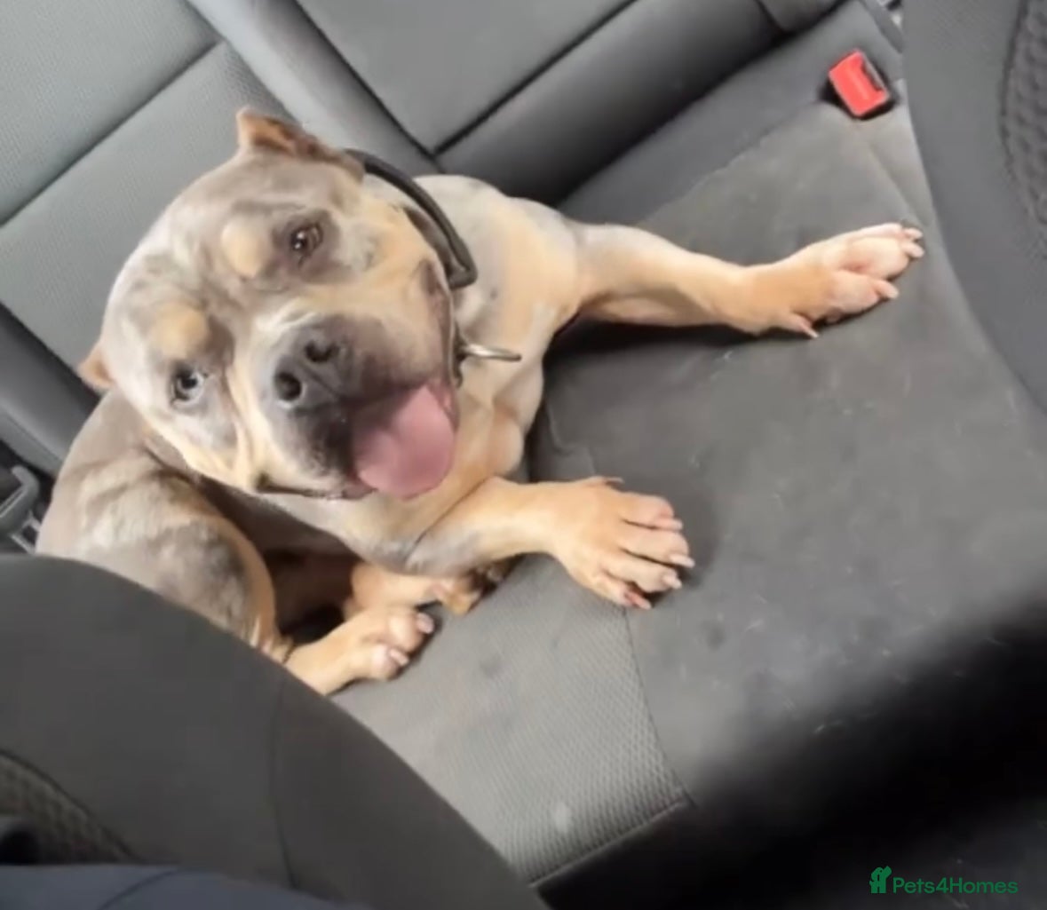 American Bully dogs Pocket bully rehoming - Advert 1