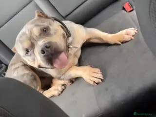 American Bully dogs Pocket bully rehoming - Advert 6