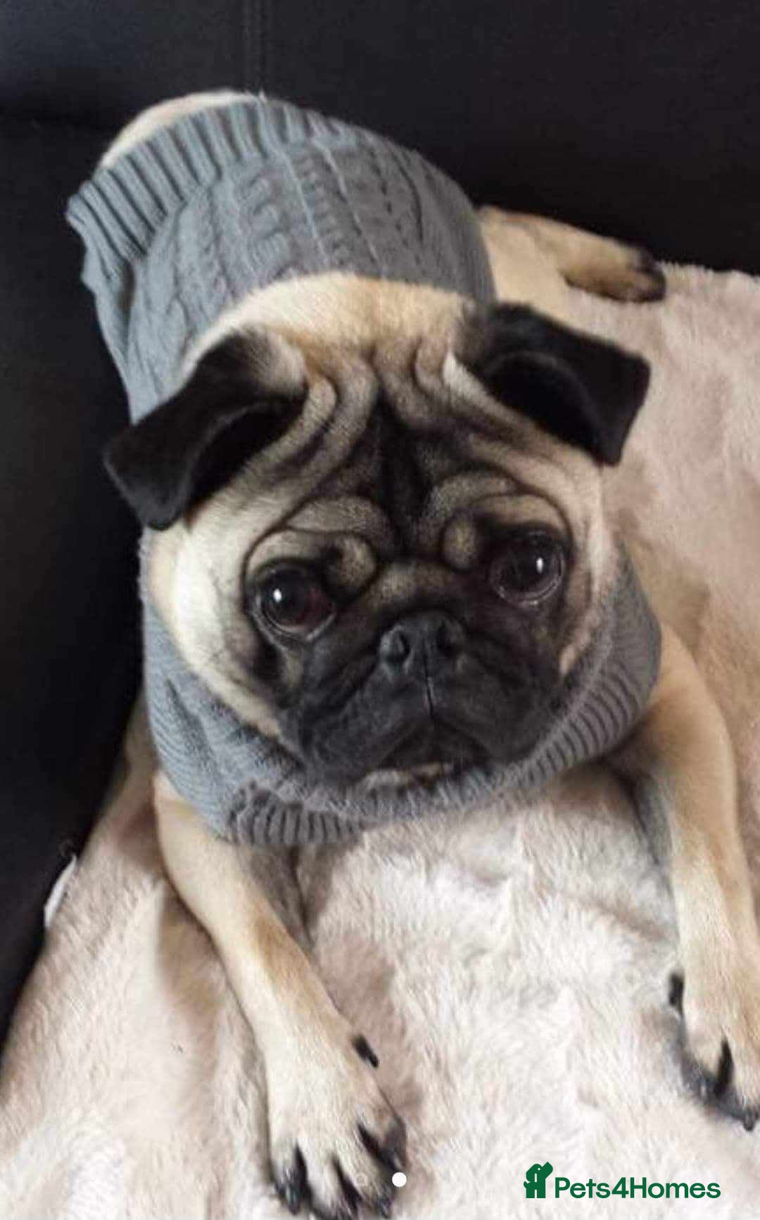 Pug dogs pug for stud in Preston - Advert 9