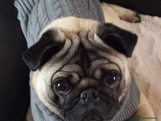 Pug dogs in Preston - Advert 2