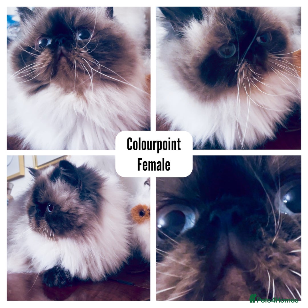 Exotic cats for sale: 4x Exotic Longhair CP Colourpoint White Blue Black - Advert 2