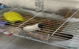 Guinea Pig rodents for sale: 3 guinea pigs and outdoor hutch  - Image 1