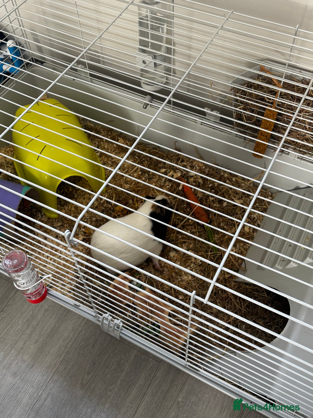 Guinea Pig rodents for sale: 3 guinea pigs and outdoor hutch  - Image 1