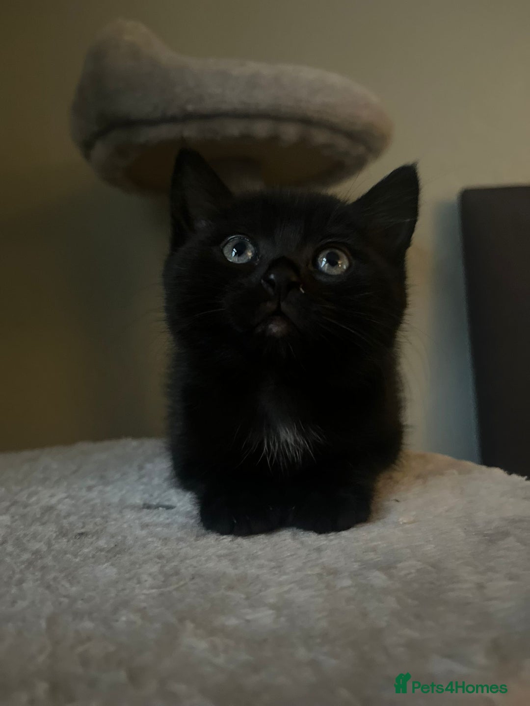 Mixed Breed cats for sale: Russian Blue mix kittens - Advert 10