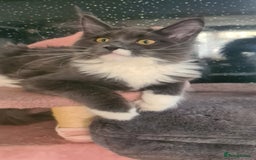 Maine Coon cats for sale: Main coons - Image 14
