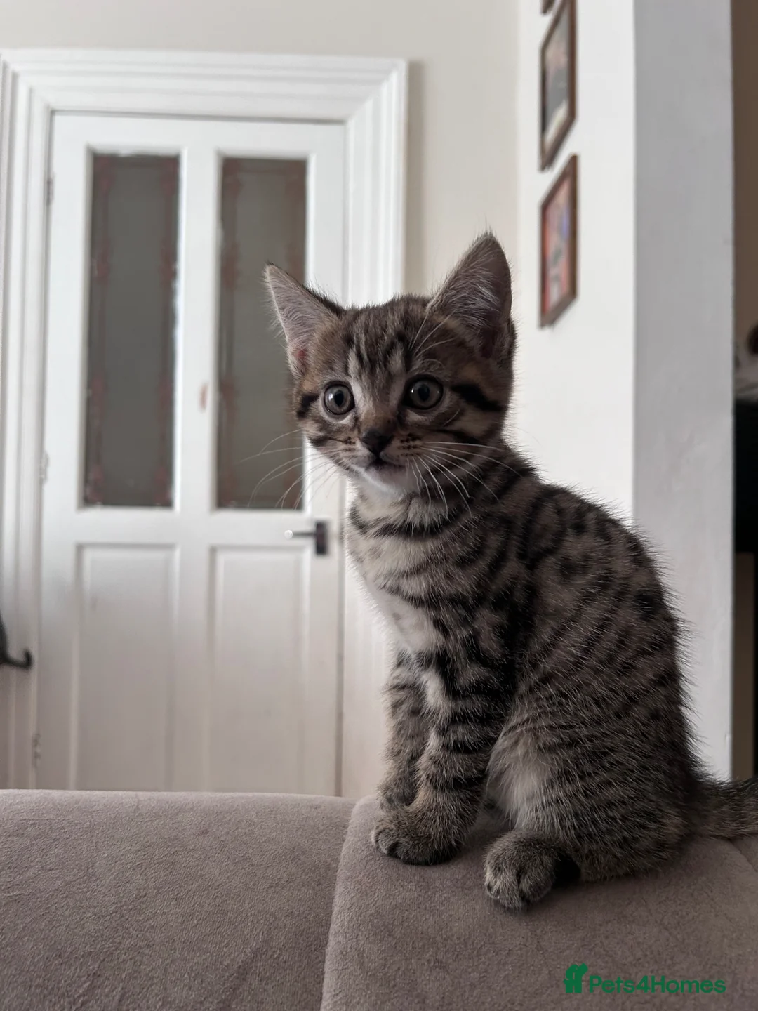 Mixed Breed cats for sale: Bengol, maine coon, Ragdoll mix kittens - Advert 2