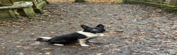 Border Collie dogs for sale: Darcy - Advert 2