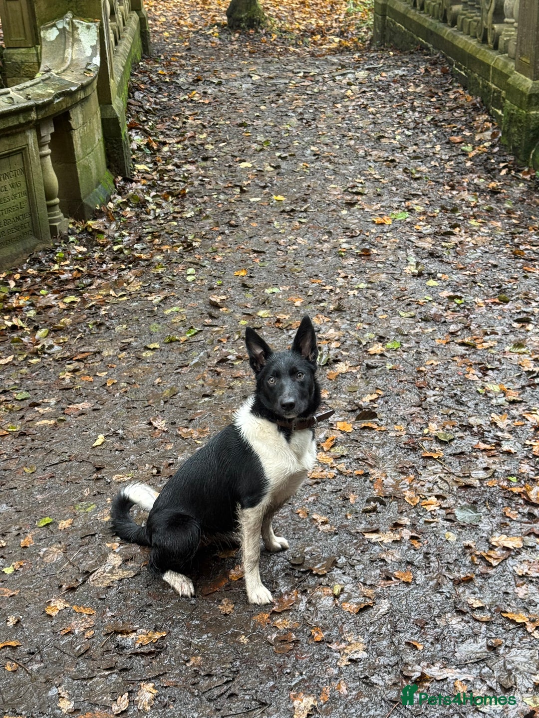 Border Collie dogs for sale: Darcy - Advert 2