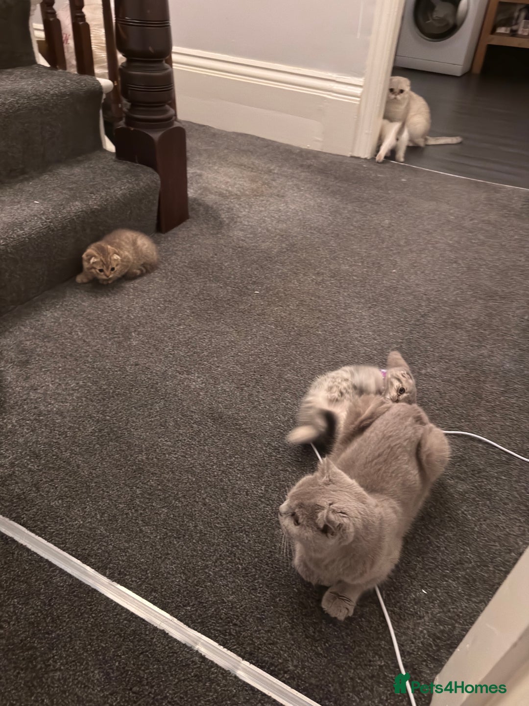 Scottish Fold cats for sale: ⭐️ Beautiful Scottish Folds ⭐️ - Image 21