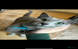 Russian Blue cats for sale: Retired Russian Blue Stud Cat - Image 1