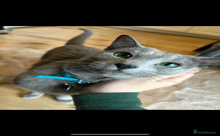 Russian Blue cats - Advert 11