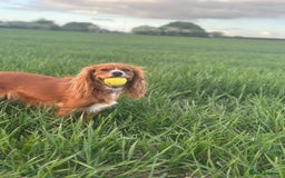 Cavapoo dogs for sale: BEAUTIFUL Toy Cavapoos! - Image 20