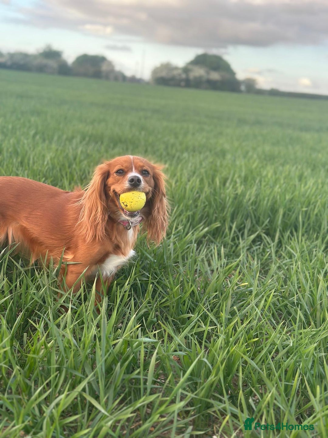 Cavapoo dogs for sale: BEAUTIFUL Toy Cavapoos! - Image 20