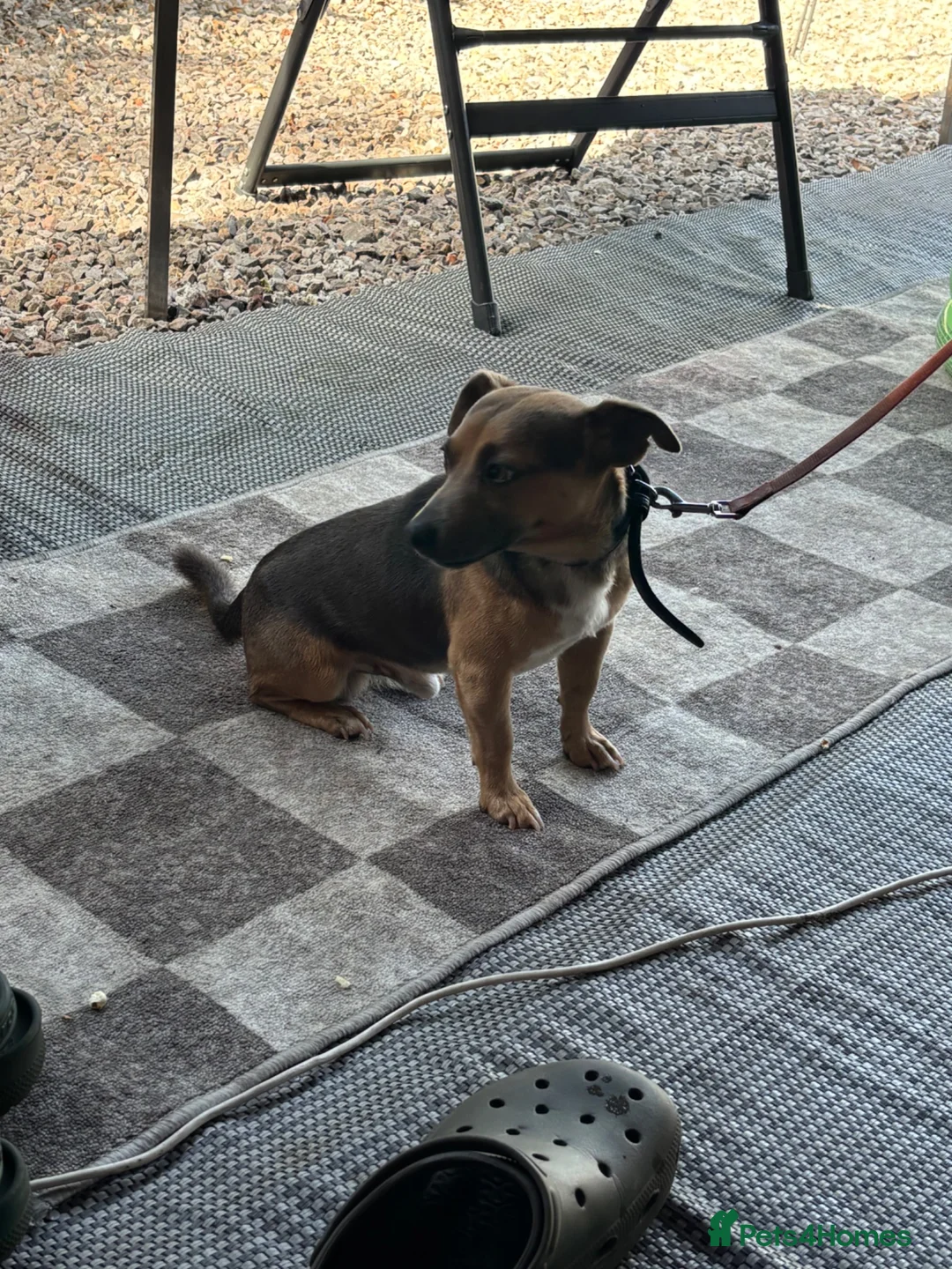 Jack Russell dogs for sale: Blue and tan Jack Russell dog for sale  - Advert 7