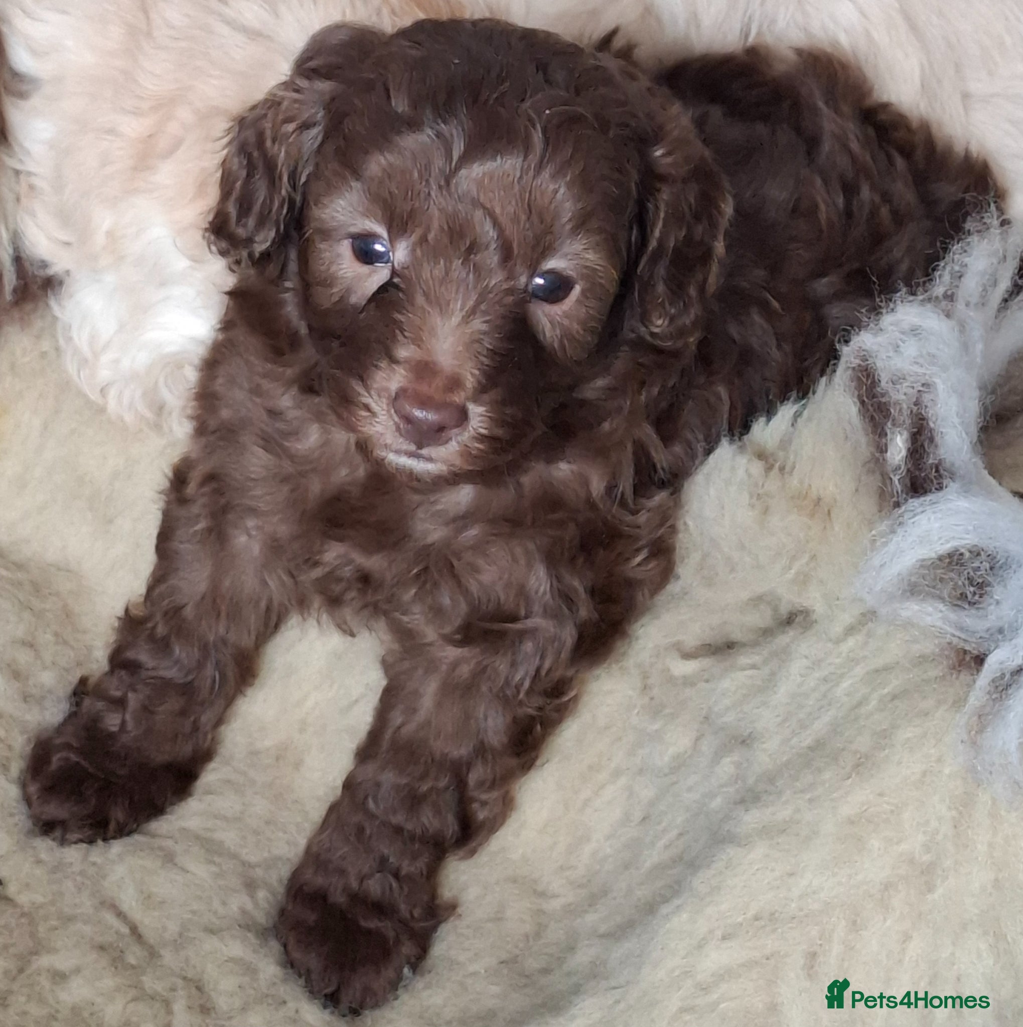Cavapoo dogs Beautiful cavapoo - Advert 3