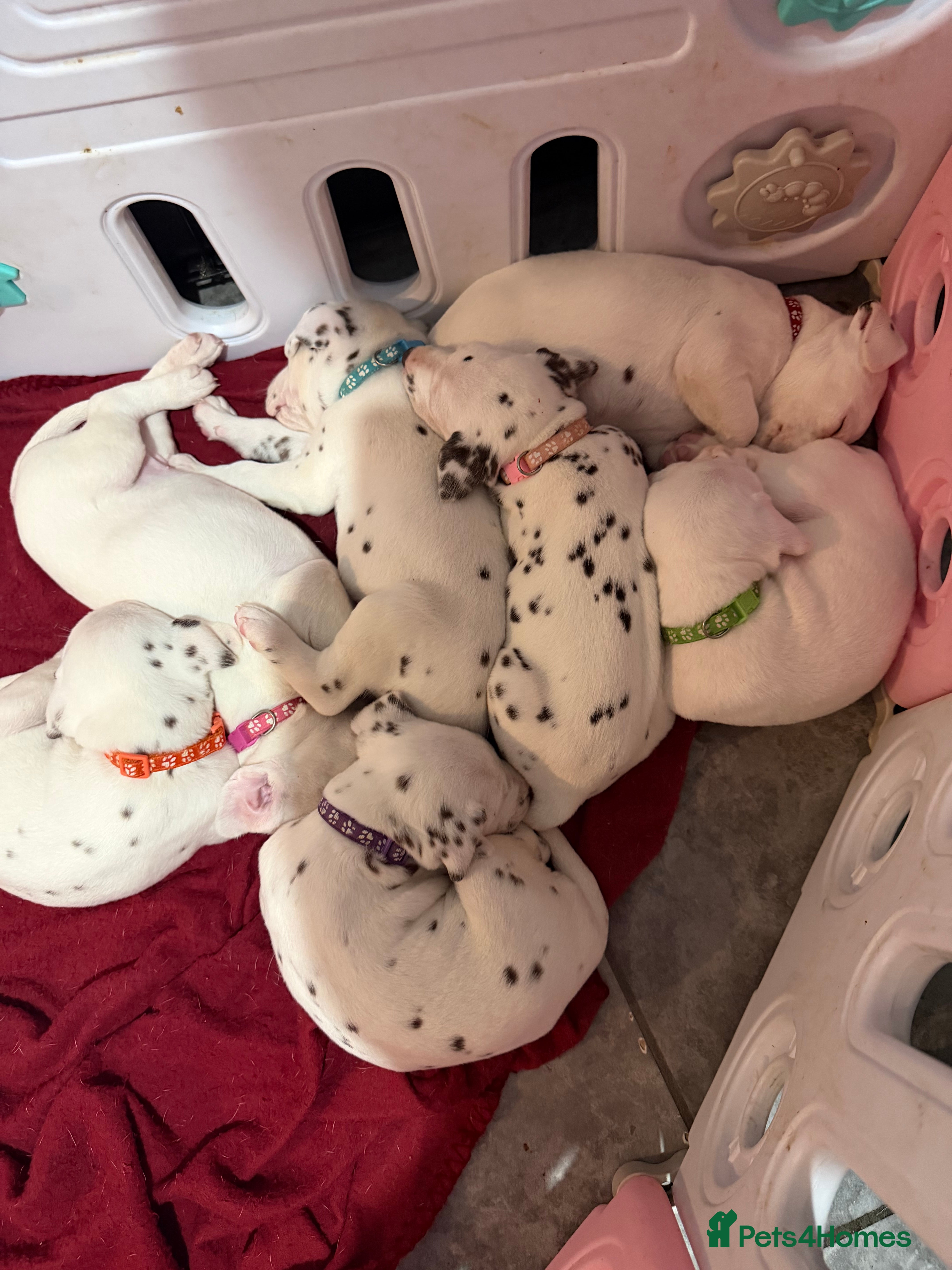 Dalmatian dogs Ready Now Beautiful Dalmatian Puppies - Advert 5