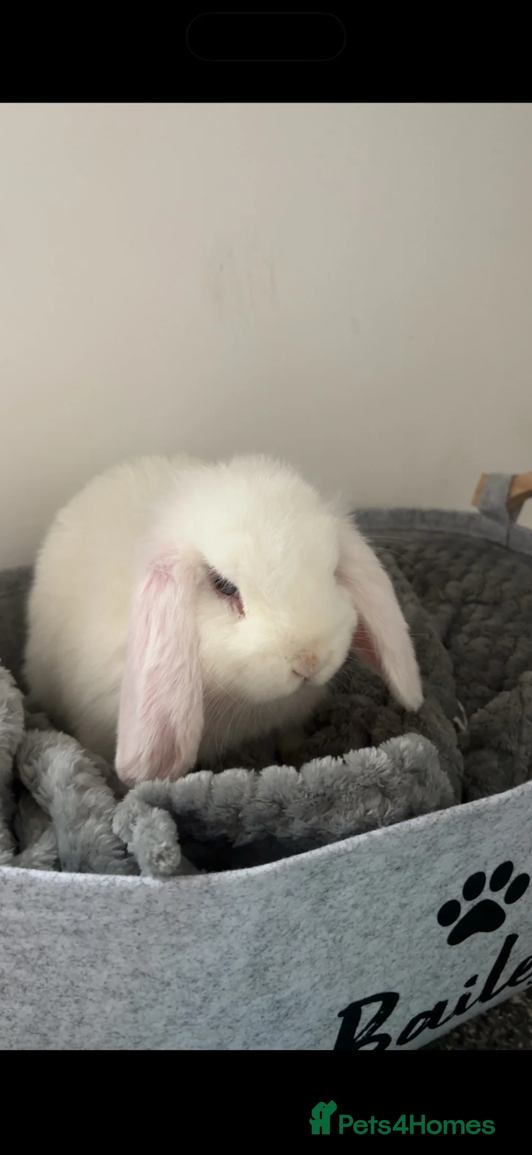 Mini Lop rabbits for sale: Selling the sweetest mini lop and supplies in Salford - Advert 2