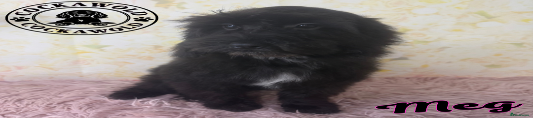 Black Cockapoo Girls