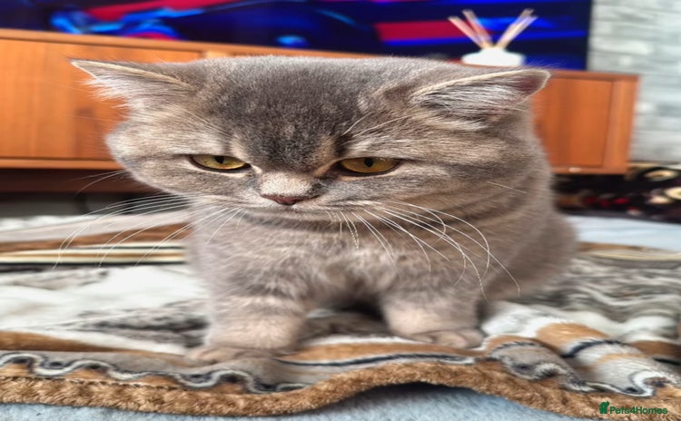 British Shorthair cats - Advert 11