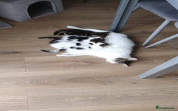 Mixed Breed cats for sale: Tabby and white kittens  - Image 2