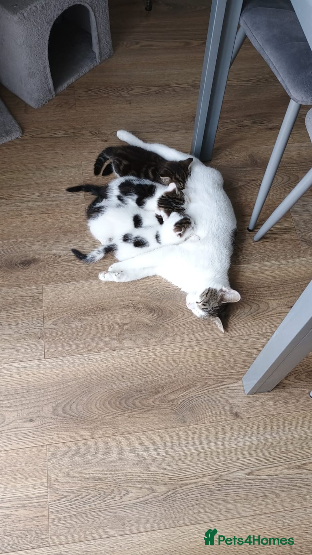 Mixed Breed cats for sale: Tabby and white kittens  - Image 2
