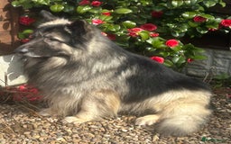 German Shepherd dogs for sale: STUNNING KC REG BLACK + SABLE LONG COATED PUPPIES - Image 10