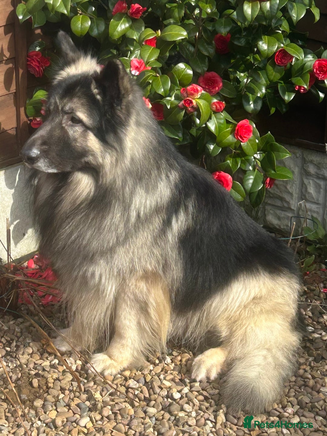 German Shepherd dogs for sale: STUNNING KC REG BLACK + SABLE LONG COATED PUPPIES - Image 10
