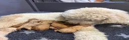 Goldendoodle dogs for sale: Standard golden doodle puppies for sale in Lichfield - Advert 2