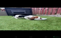 Basset Hound dogs for sale: Bassett Hound Puppies for Sale - Image 29