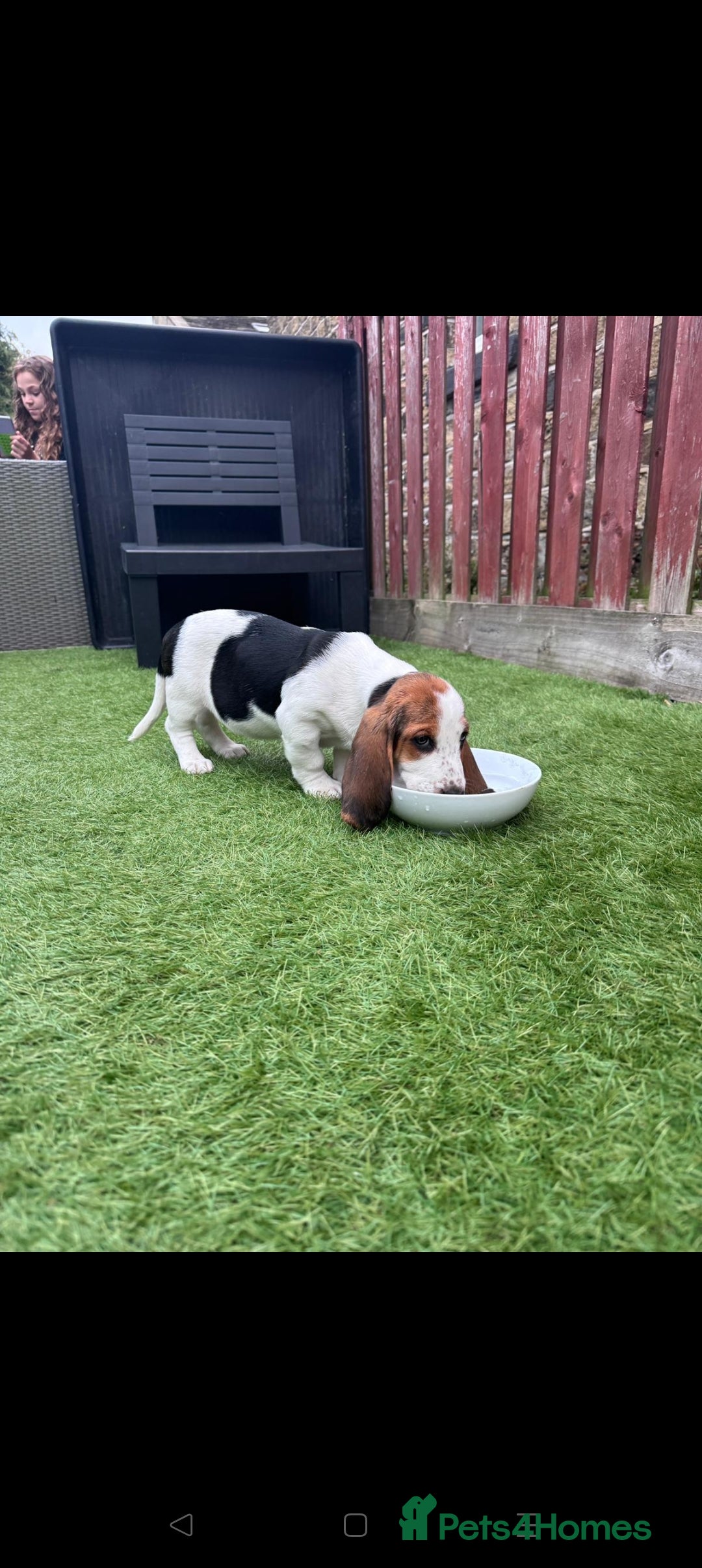 Basset Hound dogs for sale: Bassett Hound Puppies for Sale - Image 29