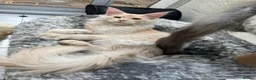 Maine Coon cats for sale: ⚜️ championline maine coon kittens ⚜️ polydactyl - Advert 7
