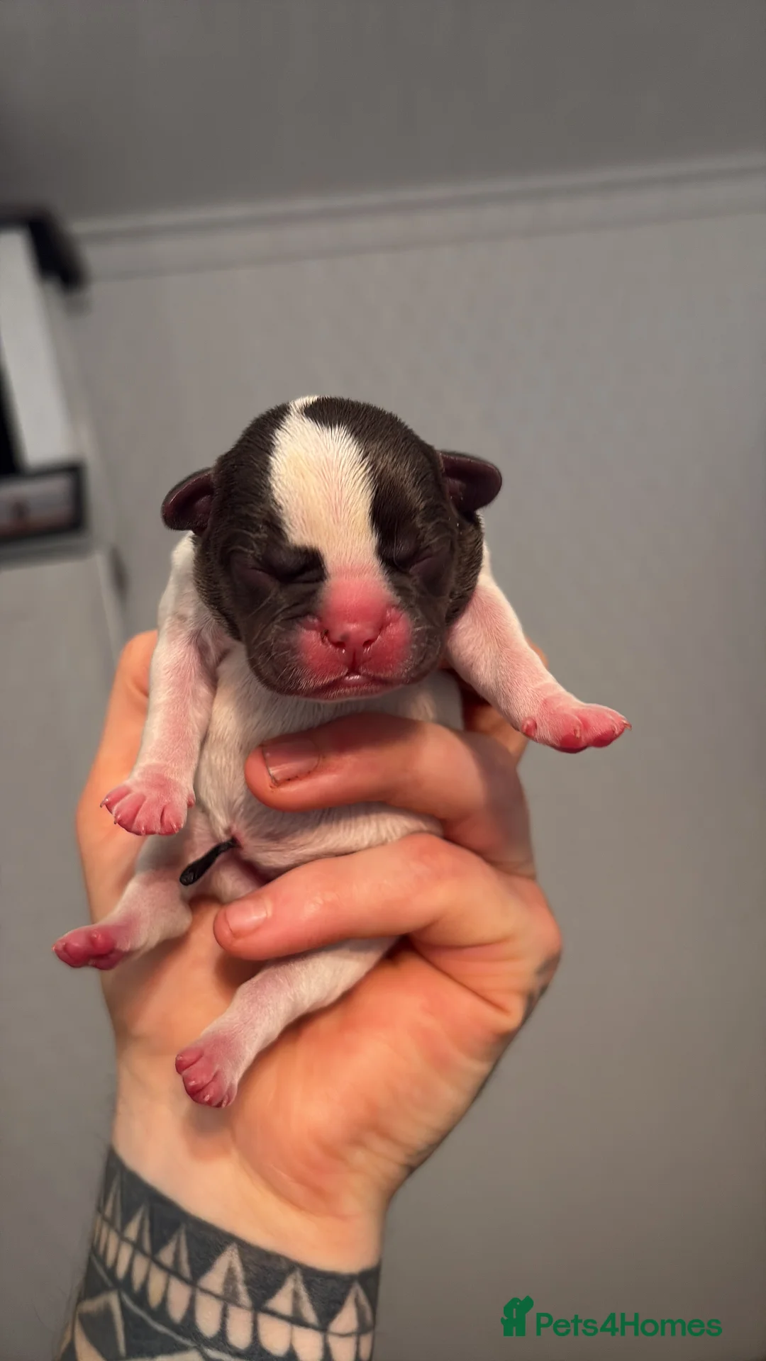 French Bulldog dogs for sale: HIGHLY HEALTH TESTED FRENCHIE PUPS - Advert 14