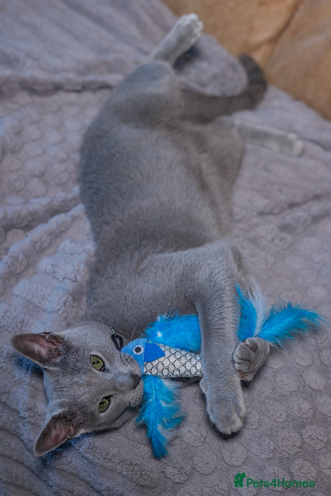 Russian Blue cats for sale: ✨ Exceptional TICA  Russian Blue Kittens Available - Advert 13
